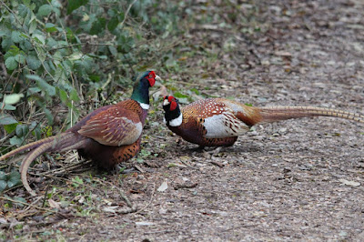 Cock pheasants squaring off
