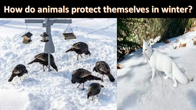 How do animals protect themselves in winter?