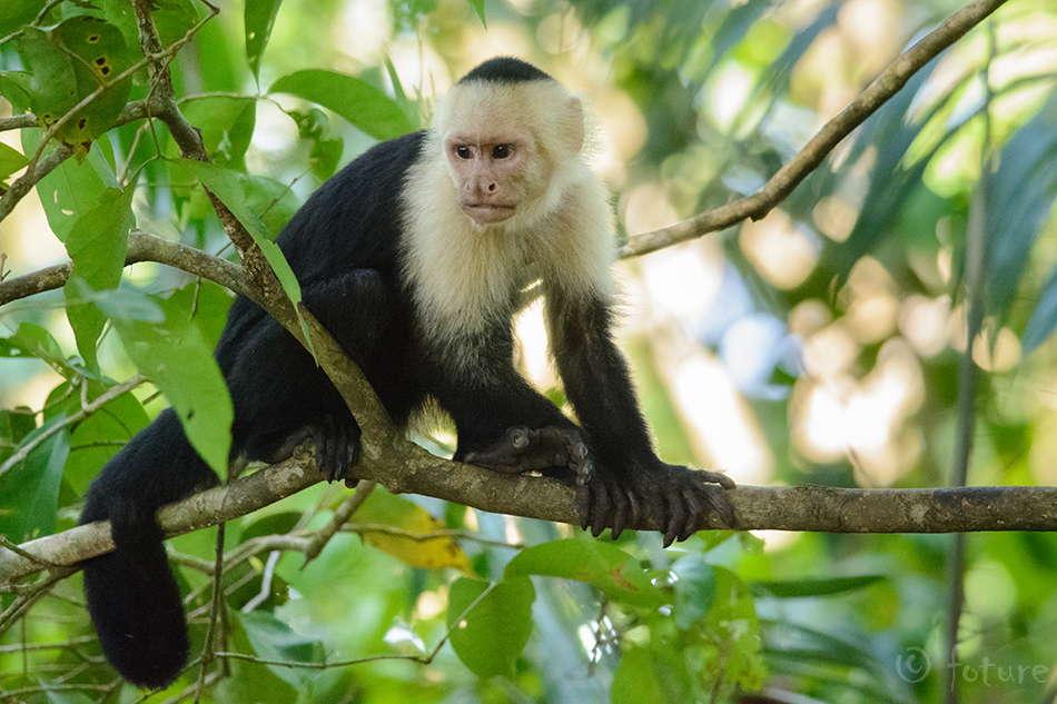 Valgepea kaputsiinahv, Cebus imitator, Panamanian white-faced capuchin, ahv, headed, Central American