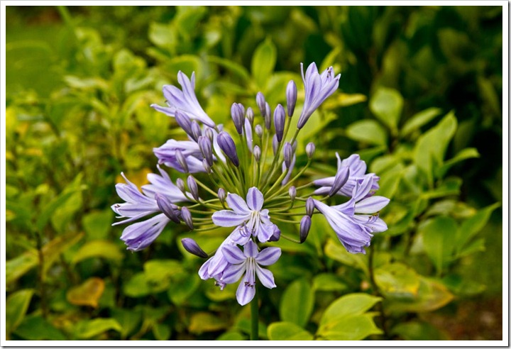 Flaura02
