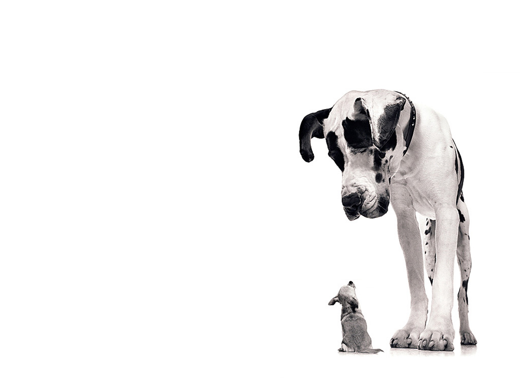 Great Dane dogs and puppies: Great Dane wallpaper