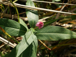 Persicaire amphibie - Persicaire flottante - Renouée amphibie - Renouée aquatique - Persicaria amphibia - Polygonum amphibium