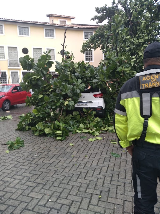  Amendoeira desaba no Largo de Santana e  danifica veículos  