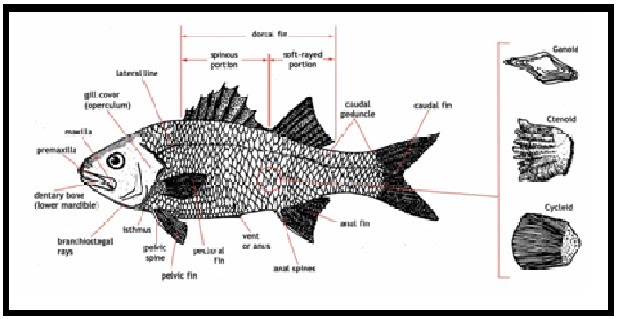  Bedah  Ikan  BIOLOGIPEDIA