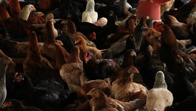 jumplah ayam lebih banyak dari pada jumplah manusia