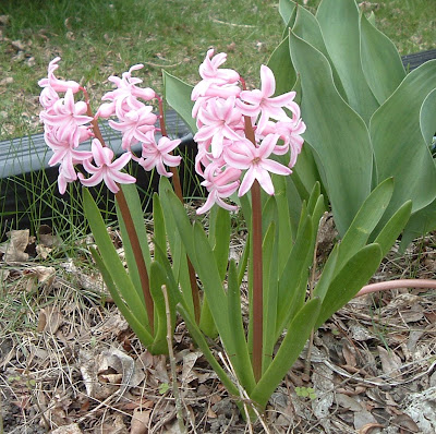 [Photo:  pink Hyacinthus orientalis.]