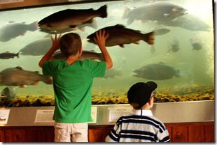 fishies
