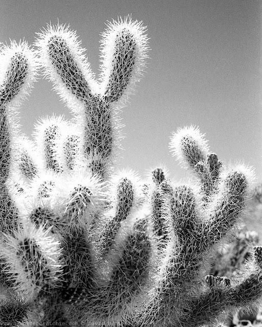 Joshua Tree Black and White Photography