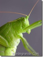 katydid