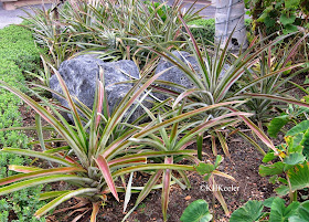 pineapple plants