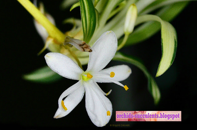 Chlorophytum comosum 'Vittatum', άνθος, αντίστροφη ποικιλοχρωμία, χλωρόφυτο, φυτό αράχνη, ιπτάμενος ολλανδός, κορδελίνα