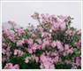 Yeongju Royal Azalea_04
