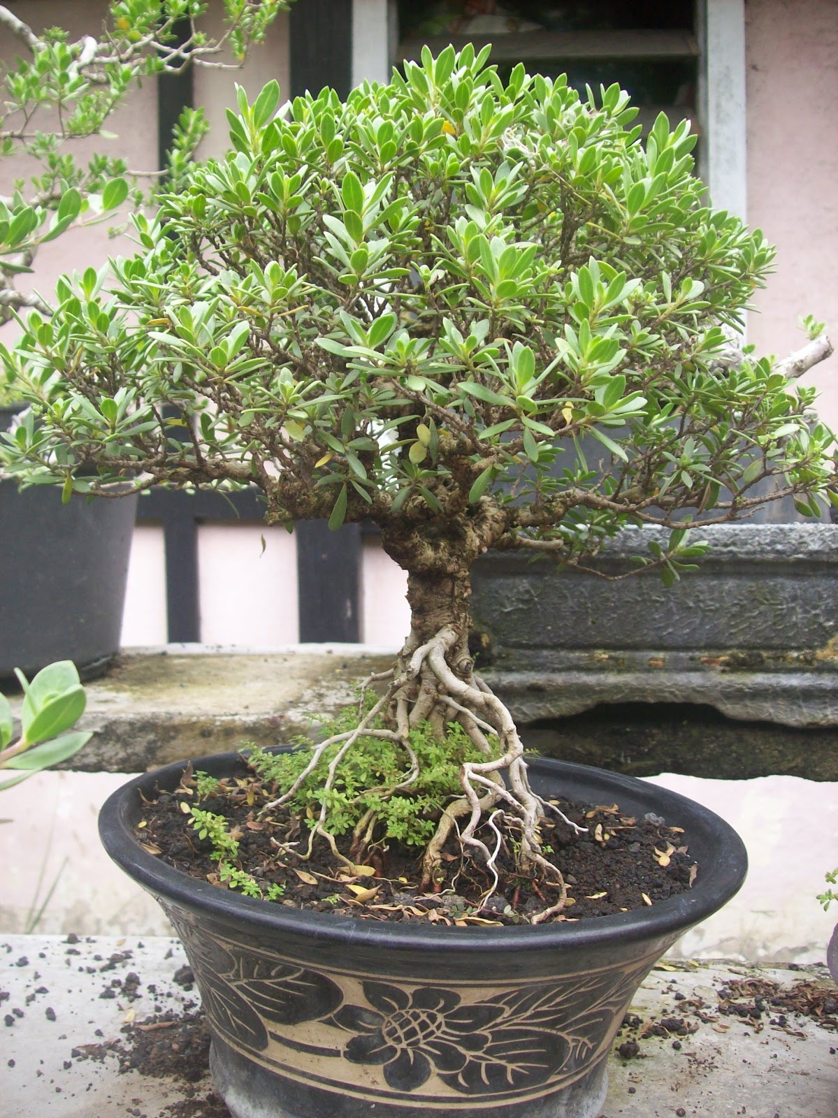 Update Gambar: Pohon dan Bunga Bonsai