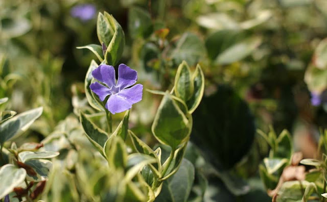 Vinca Major Variegata