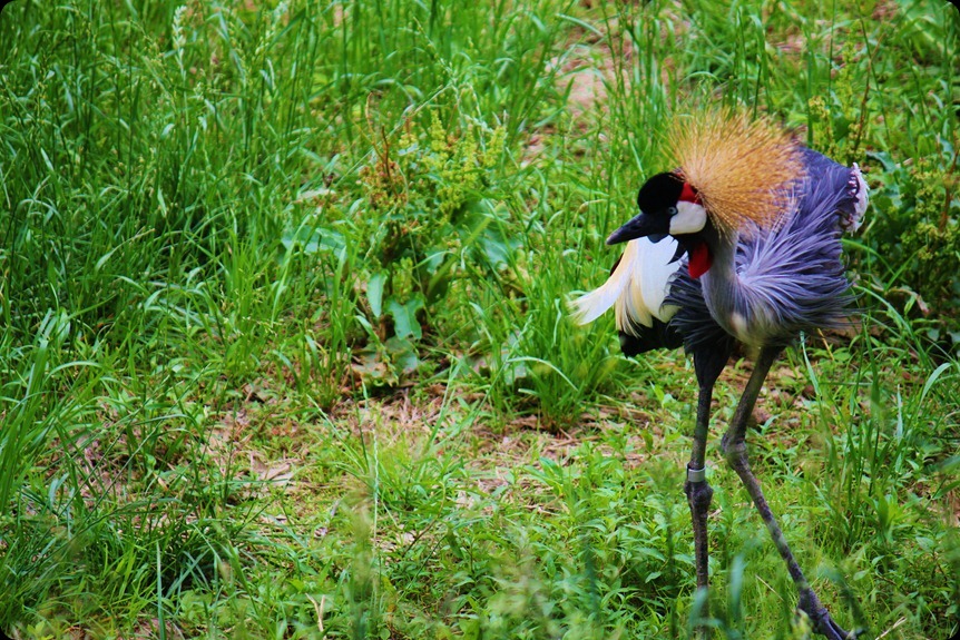 Zoo4 082