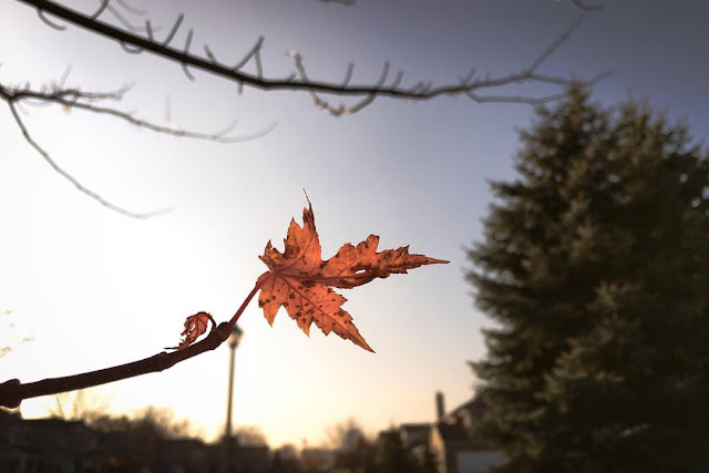 Autumn Leaf