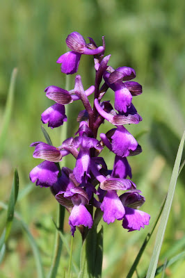 Harlekijn - Toffels en Skuon - Anacamptis morio