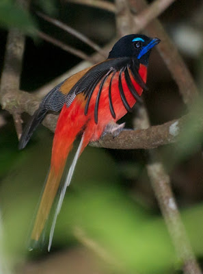 Scarlet-rumped Trogon (Harpactes duvaucelii)