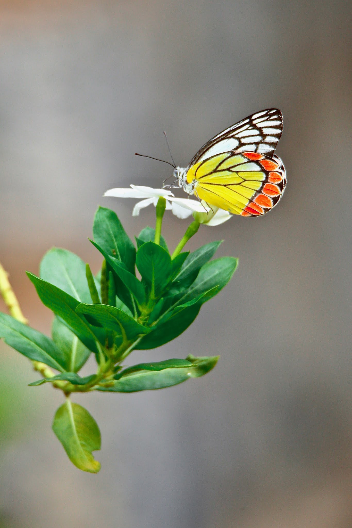 common butterflies of India with names, butterflies of koramangala, madivala, bangalore, India. high resolution, free