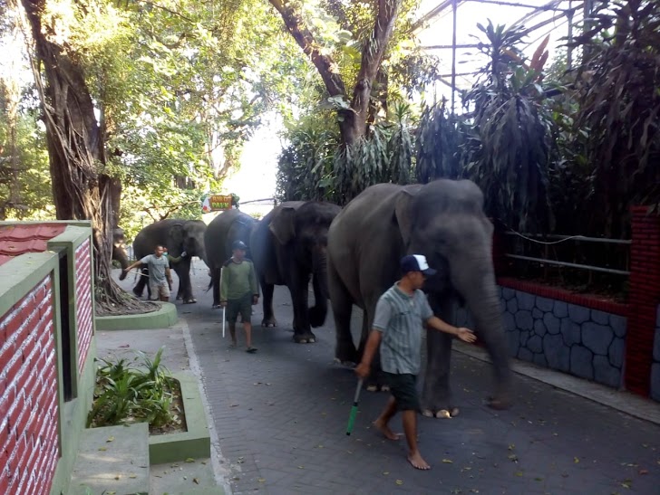 Corona Tak Pengaruhi Pakan Satwa GL Zoo