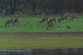 Wildlifefotografie Rehe Naturfotografie Lippeaue Olaf Kerber