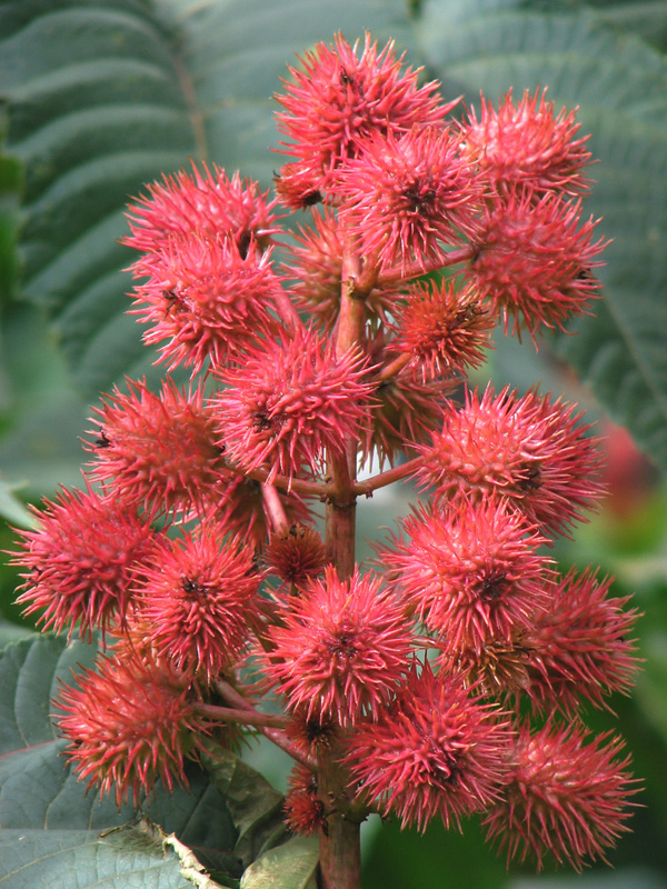 Ricinus communism