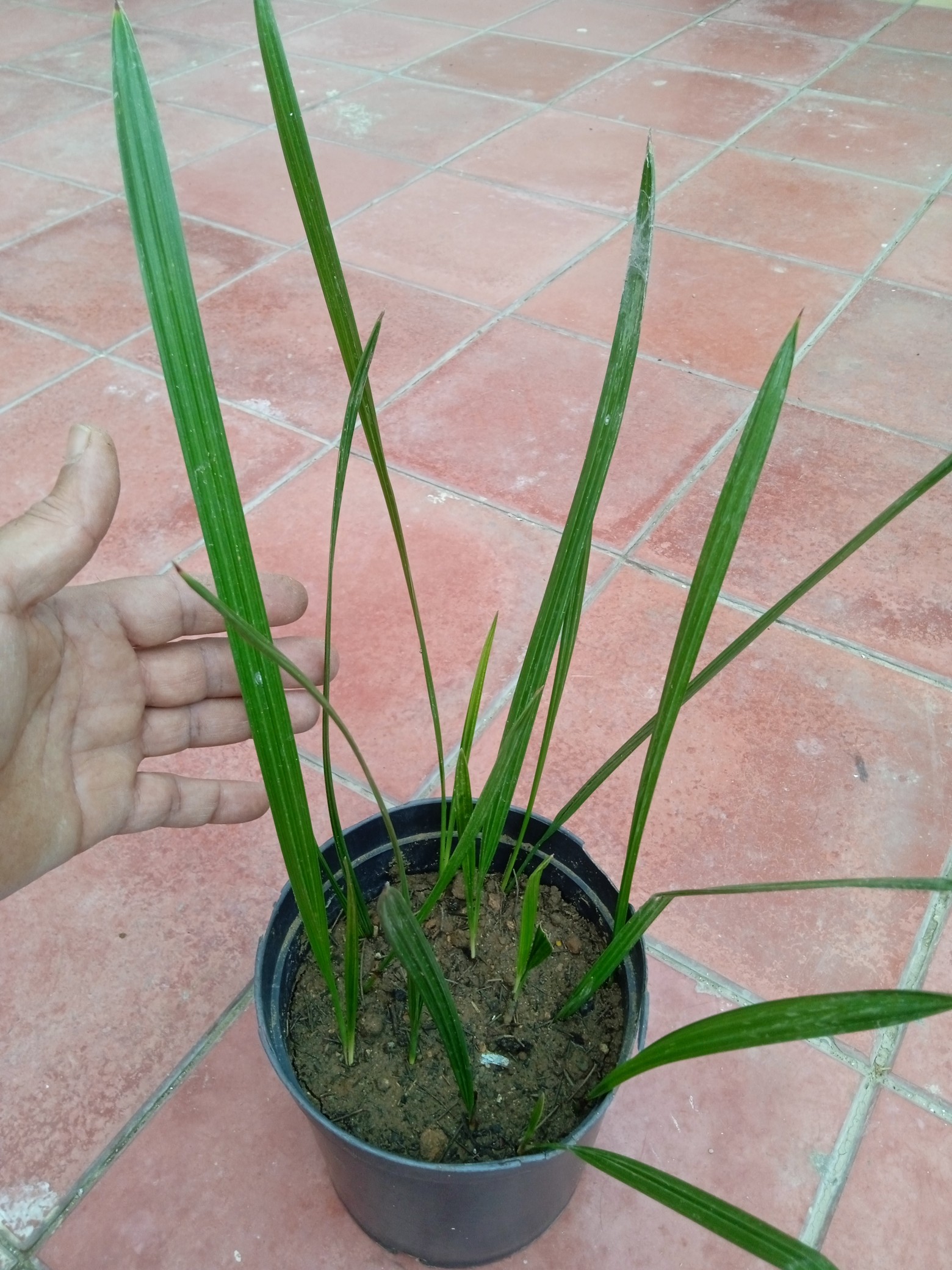 After palm seeds have germinated, the pot soon fills with seedlings. To avoid them to have compete against each other, they must be transplanted.