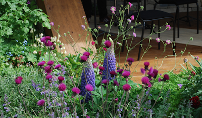 Cirsium rivulare 'Atropurpureum' in the Morgan Stanley garden at RHS Chelsea Flower Show 2017, on Adrienne Wyper's Made it! blog. Photo: © Adrienne Wyper