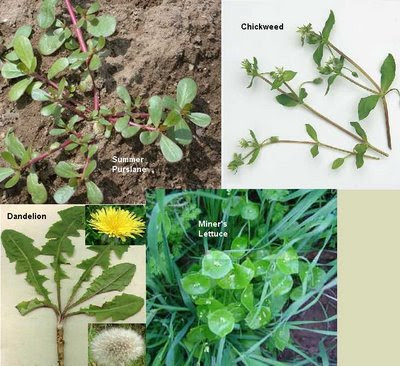 Edible Weeds