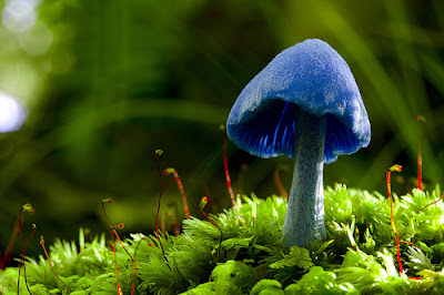 Somewhere Over the Rainbow Amazing Rainbow Mushroom