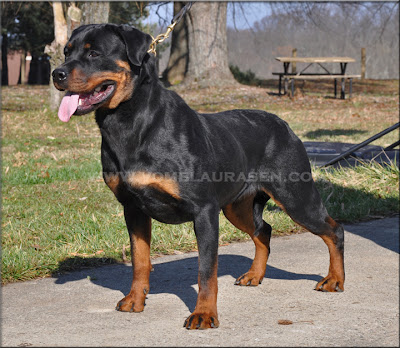 German Rottweiler Dogs