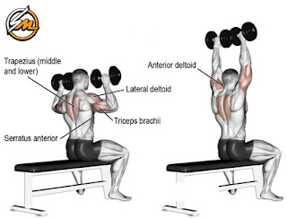 12 Best Compound Shoulder Exercises for Bigger Shoulders