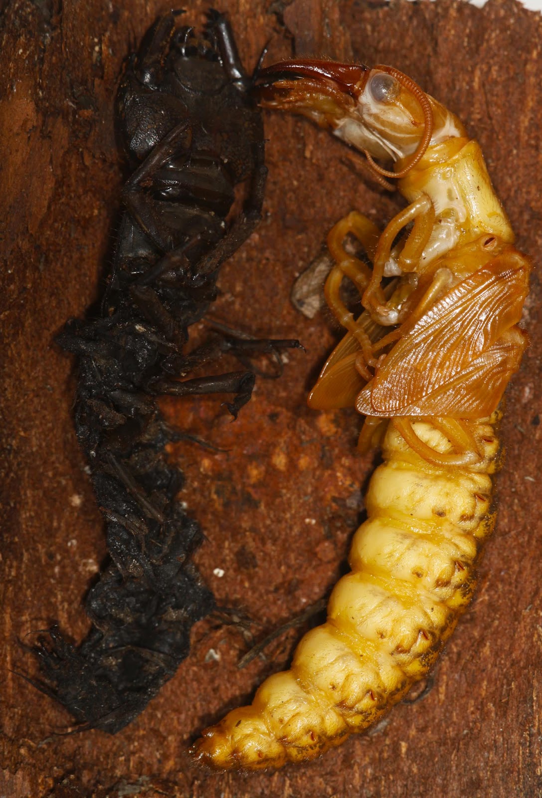 All of Nature: Hellgramite Wandering Equals Dobsonfly Pupae