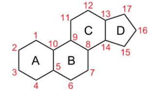 The typical steroid structure with 17 carbon atoms