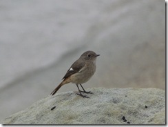 20110306_132413_034_YehLiu