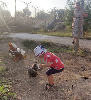 Grandma watches Rosie feed the chickens