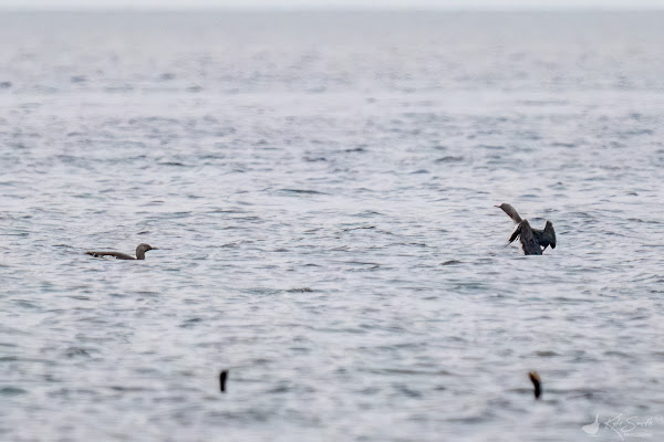 Red-throated diver