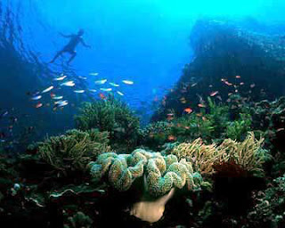  There are a diversity sorts of fish ornamental together with coral reefs who charming inwards this house The Beauty of Bunakens Underwater