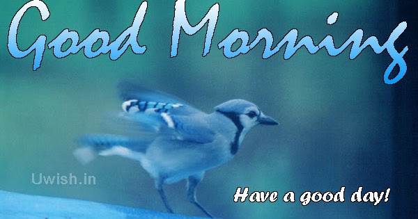 Good Morning with a blue bird. have a good day  Uwish 