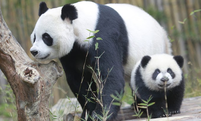 Pandas Gigantes; Características e curiosidades