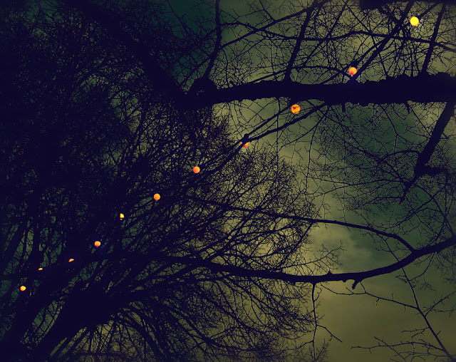 Tree Lights - Photograph by Tim Irving