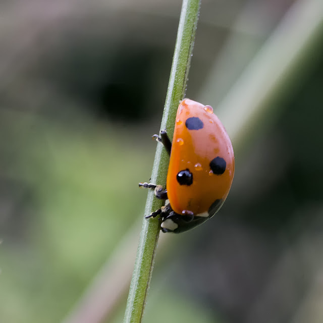 Coccinella septempunctata