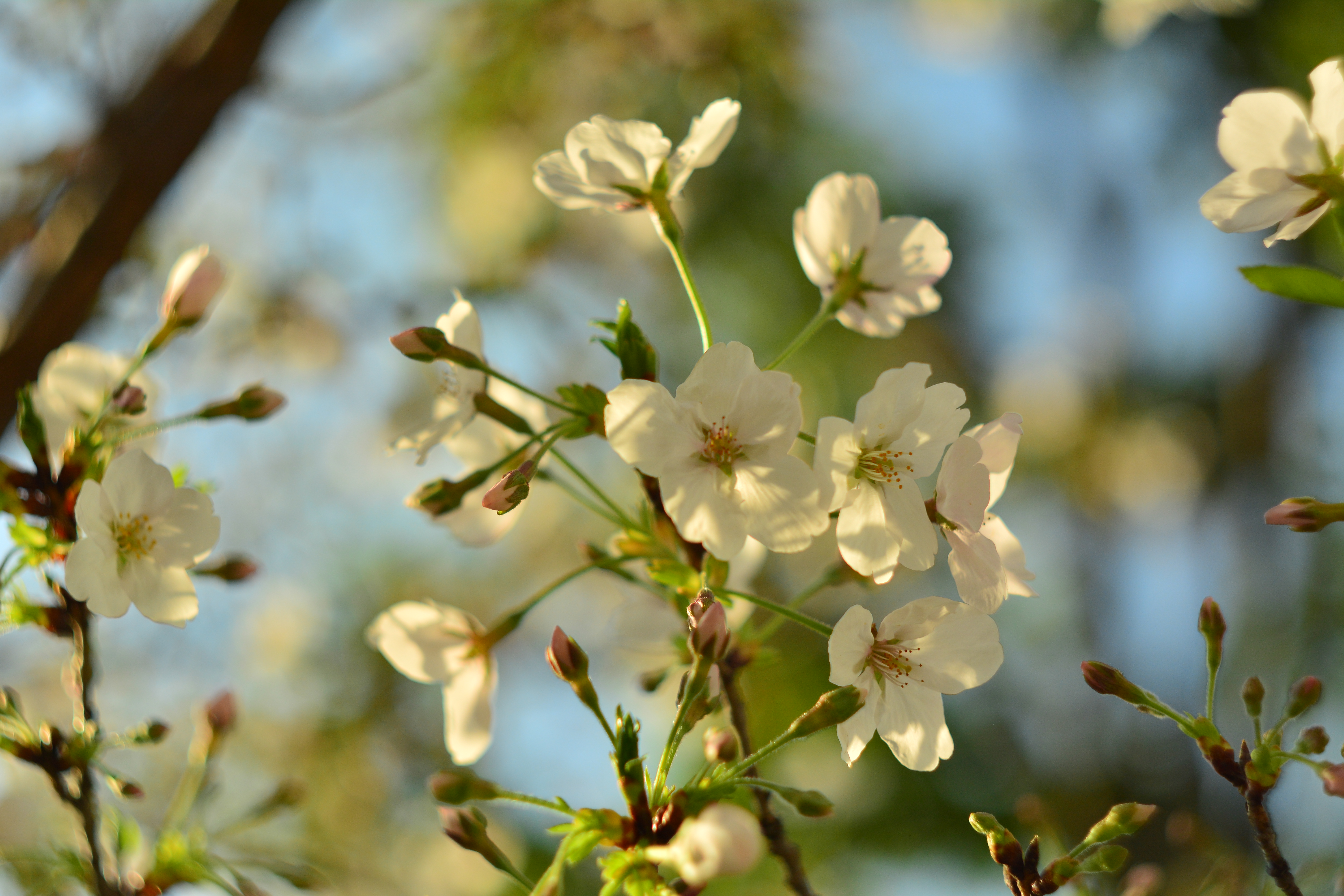 桜　Cherry blossom d5200 nikon helios44-2 old lens