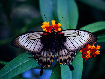 Gambar Kupu-Kupu Cantik Warna Hitam