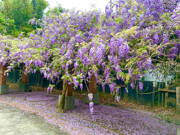 苗栗杜石地一號紫錐花莊園紫藤花瀑落英繽紛美不勝收