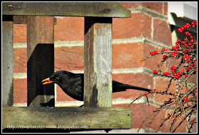 Male (Daddy) Blackbird with red berries