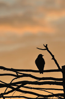 Starling at sunset, Cambridgeshire