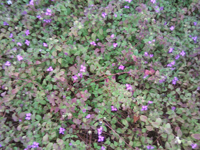 planta de lantana camara