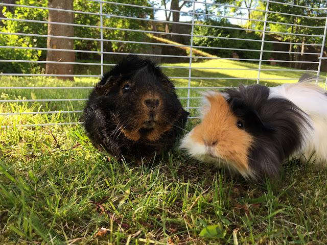 Hamish and Ralph, guinea pigs, cute guinea pigs