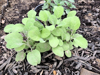 Herbs in the Ohio Garden - Sage